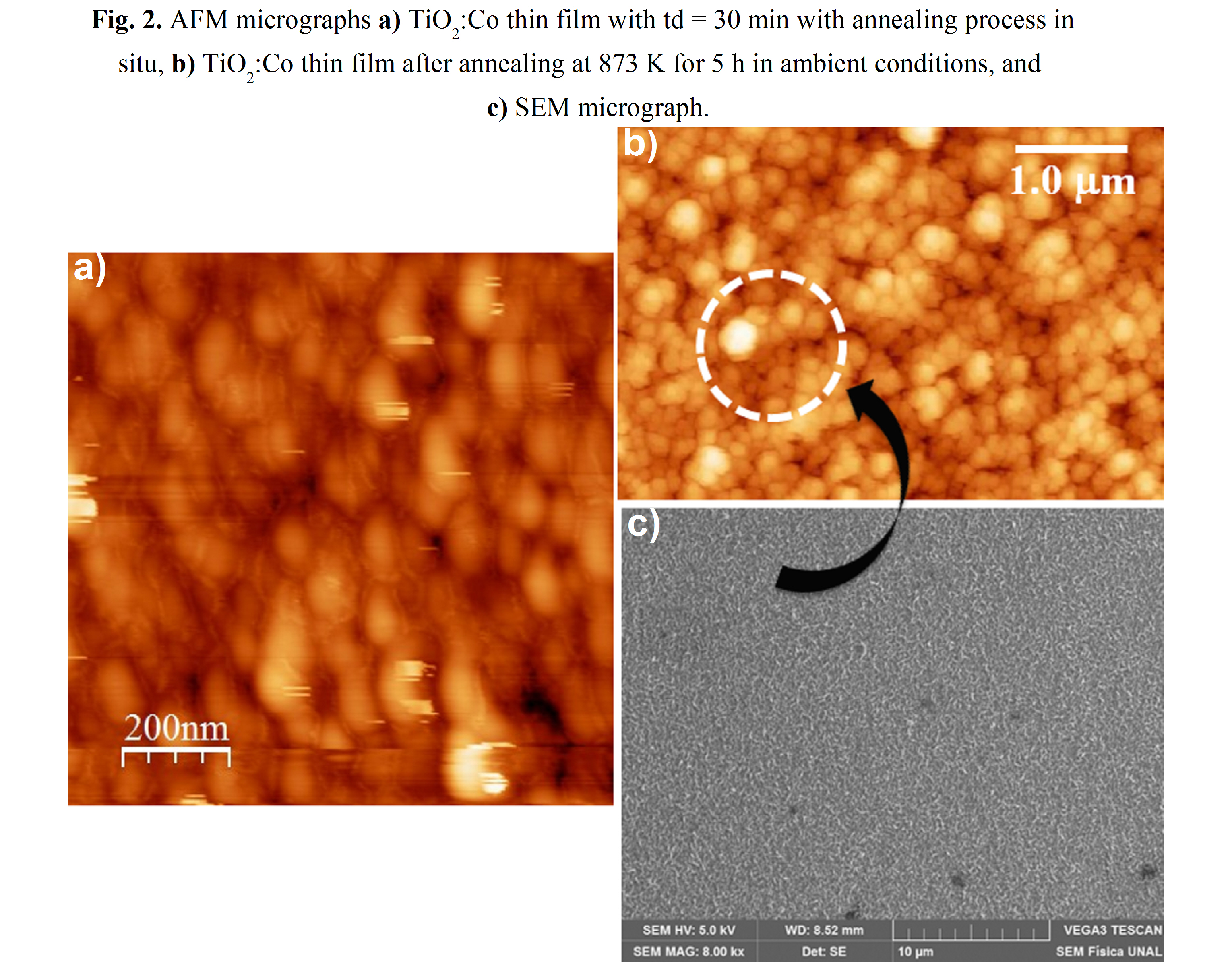 AFM micrographs a) TiO2:Co thin film with td = 30 min with annealing process in situ, b) TiO2:Co thin film after annealing at 873 K for 5 h in ambient conditions, and c) SEM micrograph.