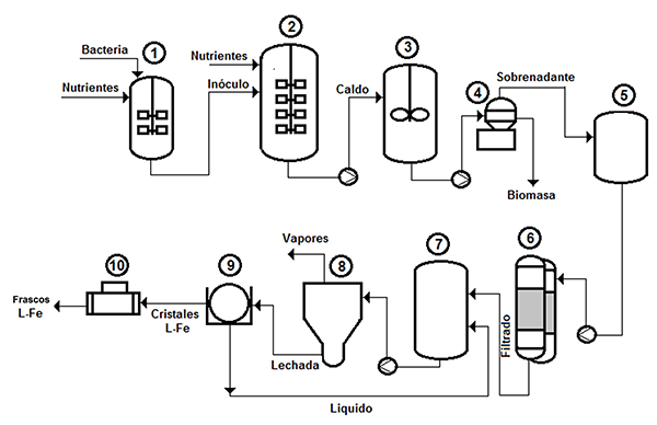 Proceso de producción de L-Fe por la ruta fermentativa